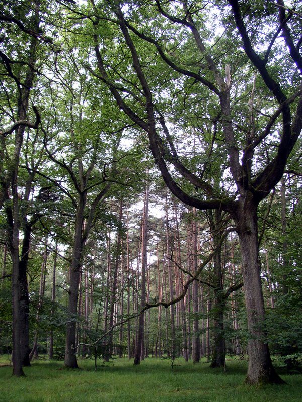 2011 09 04 Sortie Myco Croix Pater 08